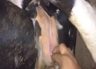 Handsome guy fisting a cow in the barn - zoo sex animal sex