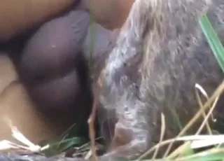 Sideways outdoor bang with a horny animal in the yard