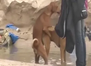 Two brown dogs banging hard in a landfill setting