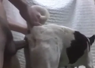Thai man fucks female dog in short 64-second clip