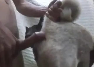 Thai man fucks female dog in short 64-second clip
