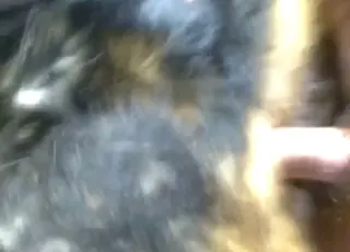 Close-up assfuck with dream cumshot: hot zoo sex scene with animal sex and zofilia cumshot