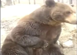 Bear masturbates in raw animal sex clip animal sex zoo footage