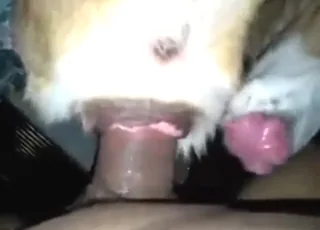 Huge cock dominates white dog in tight zoo sex scene