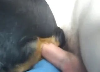 Rottweiler gets a big cumshot from a horny guy