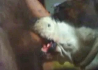 Dog gives deep blowjob and oral suck in short scene