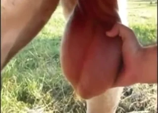 Guy Gropes Bull Nuts and Teases Him in This Short Zoo Sex Clip