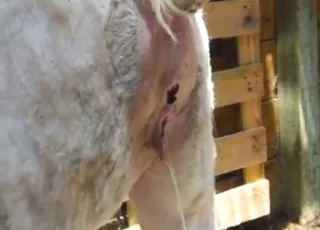 Alpaca close-up peeing in porn movie Zoo sex with animal
