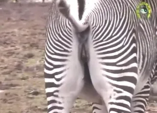 Solo zebra pussy teasing clip with close-up focus