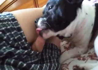 Horny woman licking dog penis for cam close up