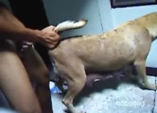 Sexy animal surrenders to stud in tight hole