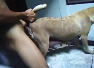 Sexy animal surrenders to stud in tight hole