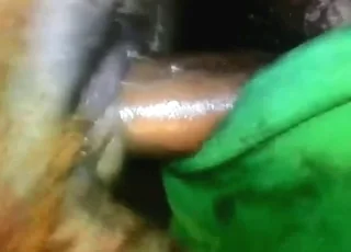 Pitbull Sex: Ass Pumping Action in Raw Zoo Clip