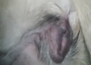 Cute dog gets a hot ass fuck session with a deep gape