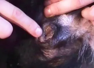 Huge cock dog seduced by amateur couple on camera