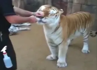 Hot orange tiger fucks tight hole in raw zoo sex clip