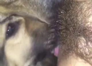 Two dogs enjoying amateur sex in short backyard clip