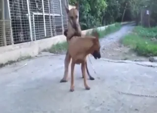 Vietnamese dogs mating outside — raw outdoor sex clip