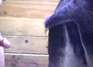 Leaky donkey mare getting power-fucked silly