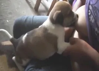 Puppy dog kisses dude's penis in short zoo sex clip