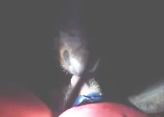 Bull worships the dick in a hard POV movie