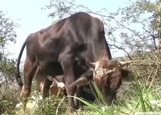 Bull masturbating in close-up shot from HQ movie
