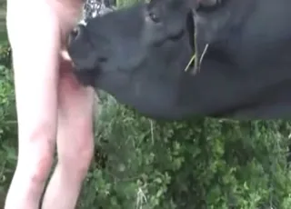 Cow giving a blowjob to a slutty guy with a big dick