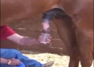 Stallion Cumshot in Clear Plastic Cup: Zoo Sex with Horse Breeding