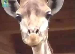 Giraffe ass tease looks pretty hot in short clip