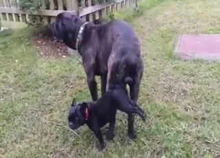 Knotty black male dog slamming tiny female in public