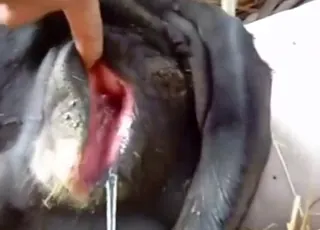 Cow in heat exposes rear hole for sex clip