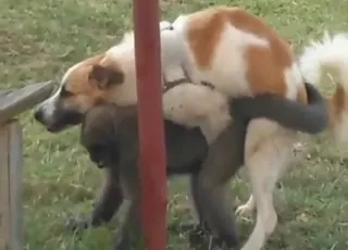 Monkey and dog zoo clip with doggystyle gape