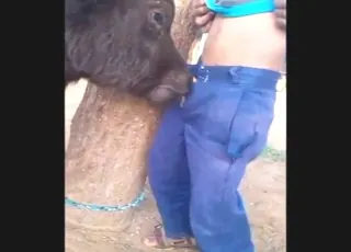 Sexy farm calf sucking dick on the barn floor