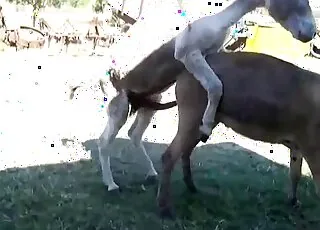 Two animals fucking like crazy outdoors - hot zoo sex scene with real animals