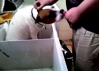 Lovely doggy cumshot on face in amateur cam video