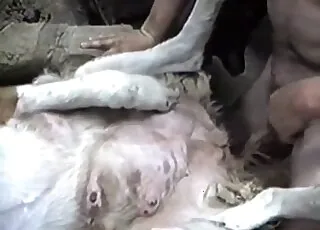 Cute animal gets rammed by filthy zoophile