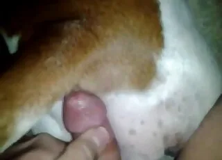 Massive Penis Shoving Into Tight Doggy Anal Hole