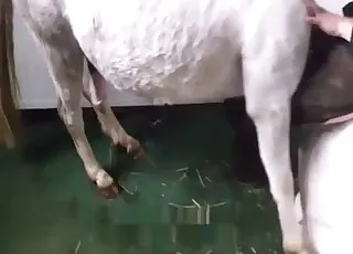 Passionate chick gets nicely fucked by a horse