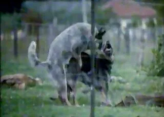 Wild dogs fuck in a lovely pose on cam - live zoo sex session with animals
