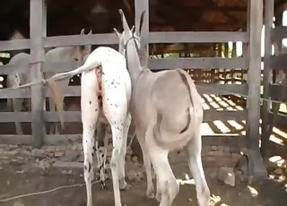 White farm animals enjoy tons of pleasure in this zoo sex clip