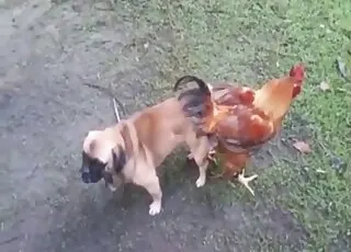 Sensual amateur animal sex action with ass focus