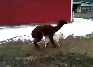 Horny zoophilia outdoor farm animal sex porn