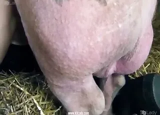 Farm beast fucks girl twat doggy style in barn