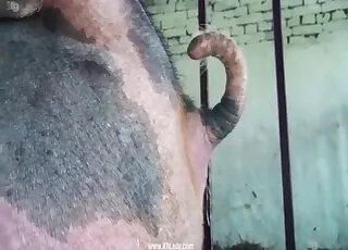 Farm beast fucks girl twat doggy style in barn