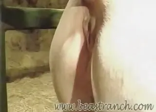 Tall man riding a trained horse in this zoo clip