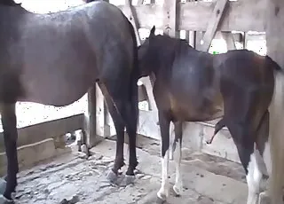 Two Beautiful Horses Getting Wild Pleasure