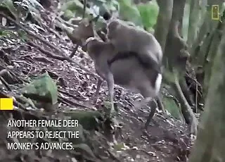 Two wild animals having nice sex spotted in natural setting