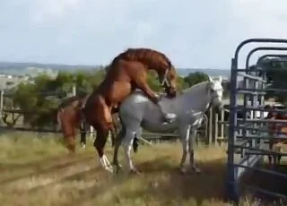 Two Hot Horses Having Animal Sex Fun Zoo Sex Scene with Real Horses