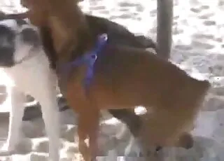 Outdoor Fun With Several Horny Dogs: Real Zoo Sex Scene With Multiple Animals